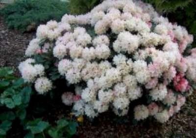 Rhododendron 'Dreamland', 30-40 5L