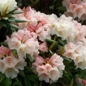 Rhododendron 'Grumpy', 30-40 5L