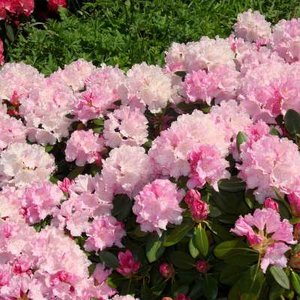 Rhododendron 'Silberwolke', 30-40 5L