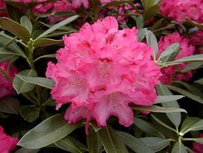 Rhododendron 'Sneezy', 30-40 4L