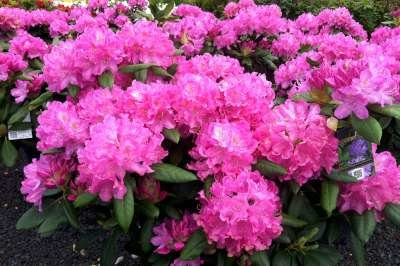 Rhododendron pont. 'Roseum', 30-40 5L