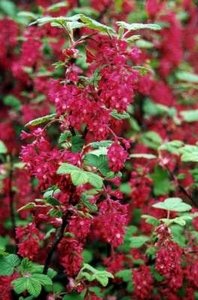 Ribes sang. 'King Edward VII', 3L