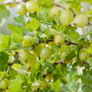 Ribes uva crispa 'Hinnonmaeki Grön', 3L Stekelbes, Kruisbes