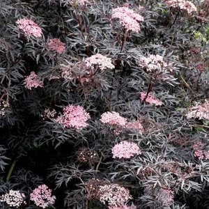 Sambucus nigra 'Black Beauty', ® 30-40 2.5L, Vlier (= Gerda)