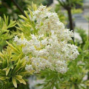 Sambucus nigra 'Golden Tower', ® 30-40 3L, Vlier