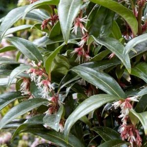 Sarcococca 'Winter Gem', 25-30 3L, Vleesbes