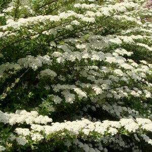 Spiraea nipp. 'June Bride', 3L, Spierstruik