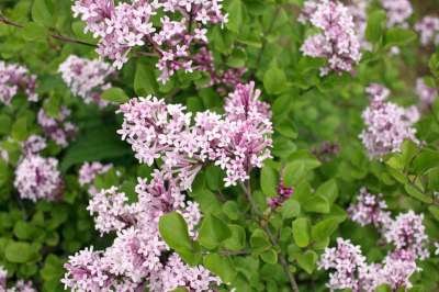 Syringa bloom. 'Pink Perfume', 40-50 4L, Dwergsering