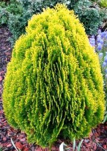 Thuja occ. 'Aurea Nana' 20-25 2L, Levensboom