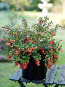 Vaccinium vitis-id. 'Fireballs' 2L, Vossenbes