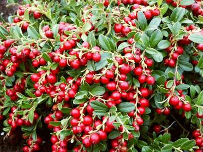 Vaccinium vitis-id. 'Red Pearl' 10.5P, Vossenbes, rode bosbes