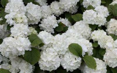 Viburnum plic. 'Popcorn', 40-50 3L, Japanse sneeuwbal