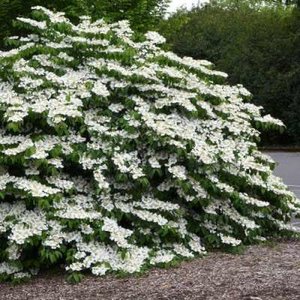 Viburnum plic. 'Shasta', 40-50 3L, Japanse sneeuwbal