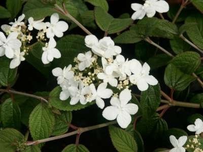 Viburnum plic. 'Watanabe', 25-30 3L, Sneeuwbal