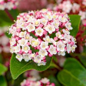 Viburnum tinus 'Lisarose', 25-30 2.5L, Sneeuwbal