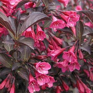 Weigela florida 'Alexandra' 3L