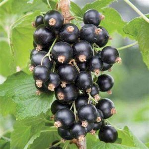 Ribes nigrum 'Wellington', str5/8tak, Zwarte Bes