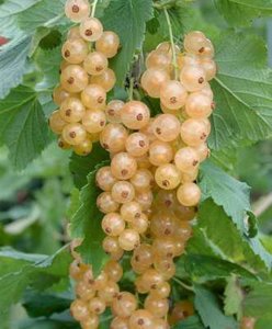 Ribes rubrum 'Werdavia', 90cm pot Stam, Witte Bes