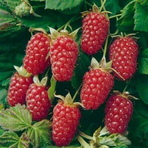 Rubus frut. 'Thornless Loganberry', Braambes