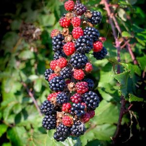 Rubus frut. 'Loch Ness', Braambes