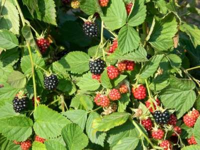 Rubus frut. 'Thornfree', Braambes