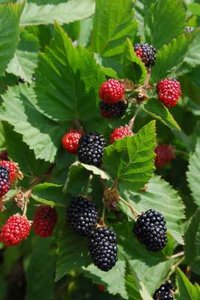 Rubus frut. 'Triple Crown', Braambes