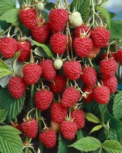 Rubus idaeus 'Autumn Bliss', Framboos