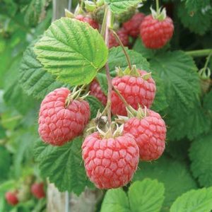 Rubus idaeus 'Malling Promise', Framboos