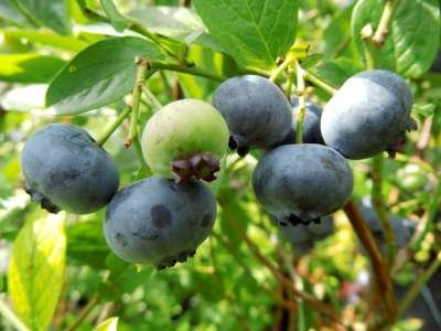 Vaccinium cor. 'Bluegold', 40-50 3L, Blauwe bes