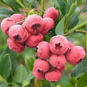 Vaccinium cor. 'Pink Lemonade', 40-50 3L, Blauwe bes, Roze bosbes