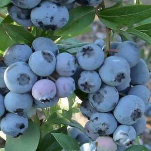 Vaccinium cor. 'Spartan', 40-50 3L, Blauwe bes