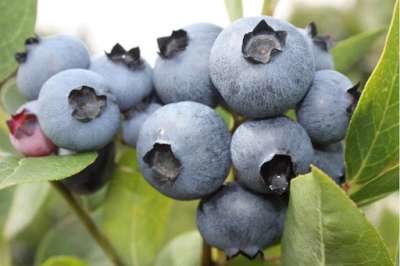 Vaccinium cor. 'Toro', 40-50 3L, Blauwe bes