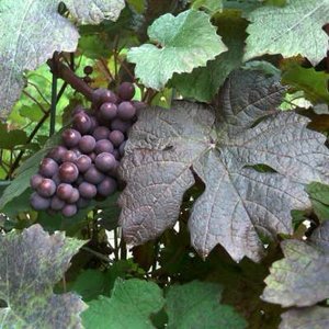 Vitis vin. 'Purpurea', Sierdruif