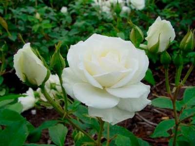 Rosa 'Snow Princess', Blote wortel, Trosrozen