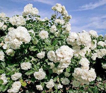 Rosa 'White Meidiland', 1.5L, Trosrozen