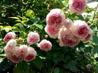 Rosa 'Jasmina'®, Klimrozen