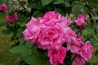 Rosa 'Zephirine Drouhin', Klimrozen