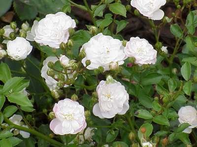 Rosa 'Chrystal Fairy', Blote wortel, Trosrozen