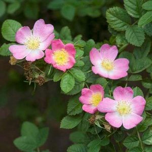 Rosa Rubiginosa, Elegantierozen, 1+1 60-100