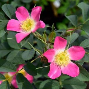 Rosa glauca, Wilde Roos, 1+1 40-60