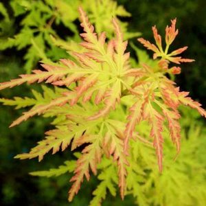 Acer palmatum 'Seiryu', 80-100 Kluit