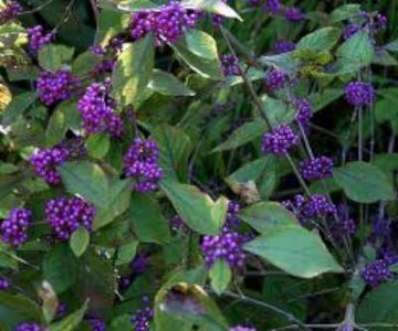 Callicarpa bodinieri 'Profusion', 80/100 Kluit