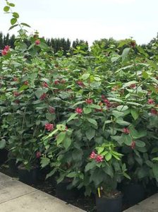 Calycanthus floridus 'Aphrodite', 60/80 Kluit, Specerijstruik