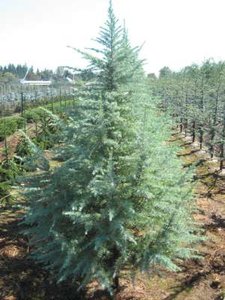 Cedrus deod. 'Bushes Electra', 150/175 Kluit, Gele Himalayaceder