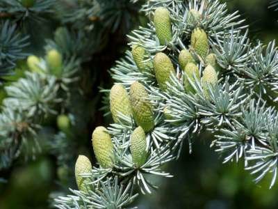 Cedrus libani. 'Glauca', 125-150 Kluit, Libanonceder