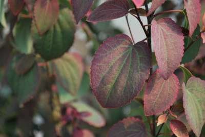 Cercidiphyllum jap. 'Rotfuchs' 150-175 50L, hartjesboom