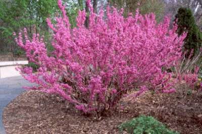 Cercis chin. 'Avondale', 50/60 Kluit, Chinese judasboom