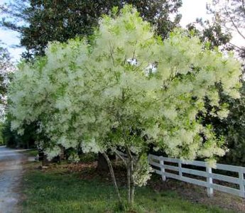 Chionanthus virginicus, 150/175 43L, Sneeuwvlokkenboom