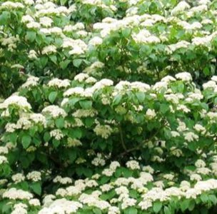 Cornus controversa 'Pagoda', 150/175 100L, Reuzenkornoelje