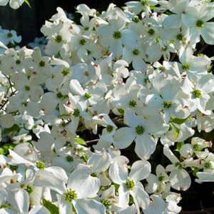 Cornus fl. 'Cloud Nine', 60/80 cm Kluit, Kornoelje